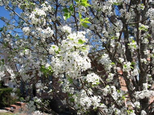 Flowering ornamental pear tree