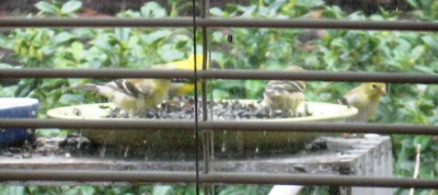 Goldfinches on dish feeder